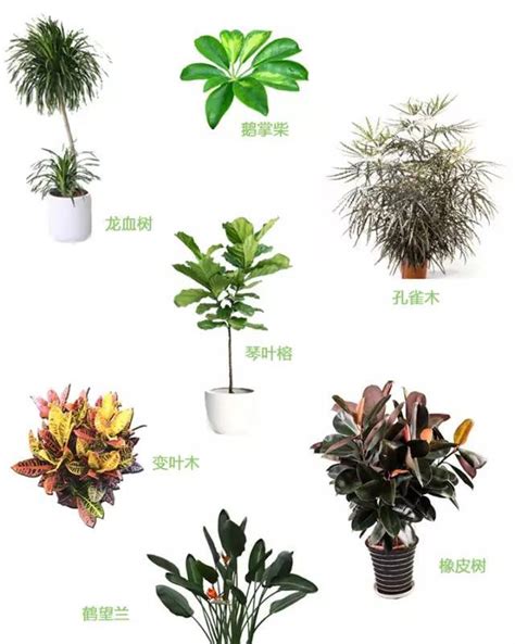 室内植物名称|常见室内绿植及名称大全(常见60种室内绿化植物)